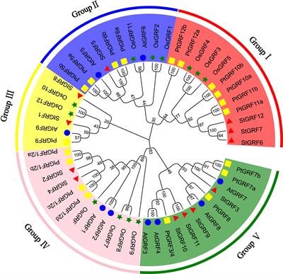 Genome-wide characterization of the GRF transcription factors in potato (Solanum tuberosum L.) and expression analysis of StGRF genes during potato tuber dormancy and sprouting